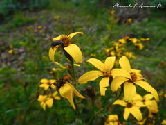Tagetes zypaquirensis