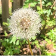 Taraxacum