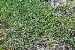 Deschampsia antarctica