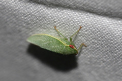 Iassinae