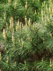 Pinus
