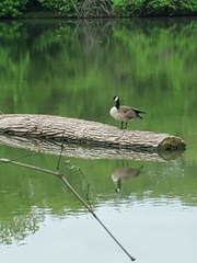 Branta canadensis