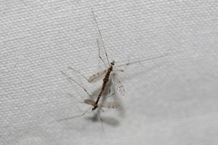 Parasitiformes