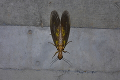 Protohermes costalis