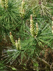 Pinus