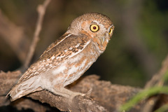 Micrathene whitneyi