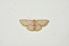 Idaea paraula
