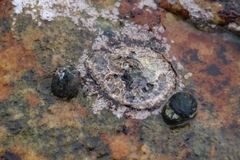 Scutellastra cochlear