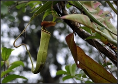 Nepenthes khasiana