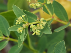 Euphorbia atoto