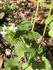 Alliaria petiolata
