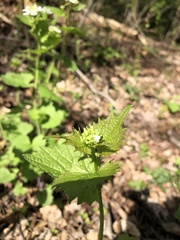 Alliaria petiolata