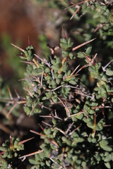 Ruschia divaricata