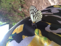Aporia largeteaui