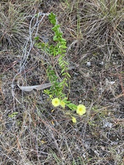 Angadenia