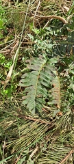 Polypodium vulgare