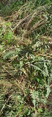 Polypodium vulgare
