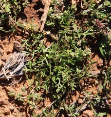Lepidium desertorum