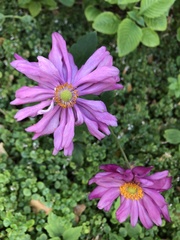 Eriocapitella × hybrida