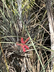 Tillandsia fasciculata