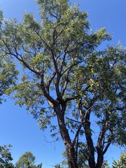 Dalbergia miscolobium