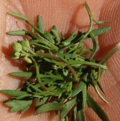 Lepidium desertorum