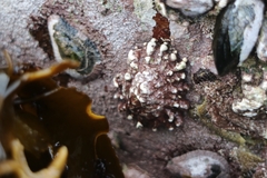 Scutellastra barbara