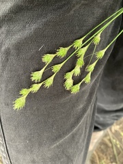 Carex tetrastachya