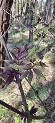 Sambucus racemosa