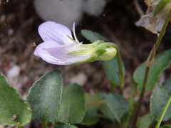 Viola lactea