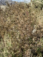 Xanthium spinosum