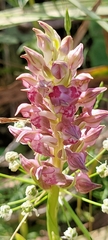 Anacamptis
