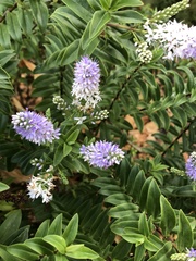 Veronica speciosa