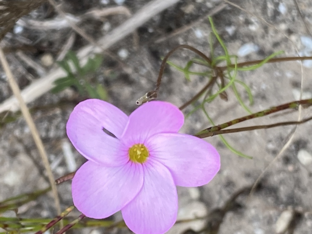 Finger sorrel (Oxalis polyphylla)