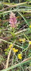 Anacamptis