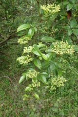 Causonis corniculata