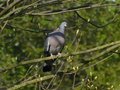 Columba palumbus