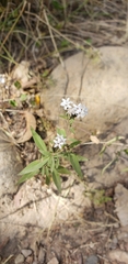 Aloysia citrodora