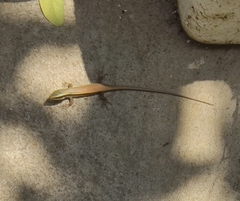 Eutropis carinata