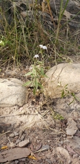 Aloysia citrodora