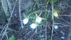 Angraecum praestans image