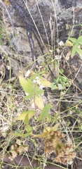 Aloysia citrodora