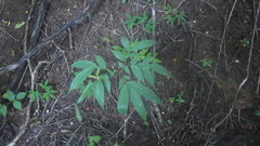 Amorphophallus taurostigma