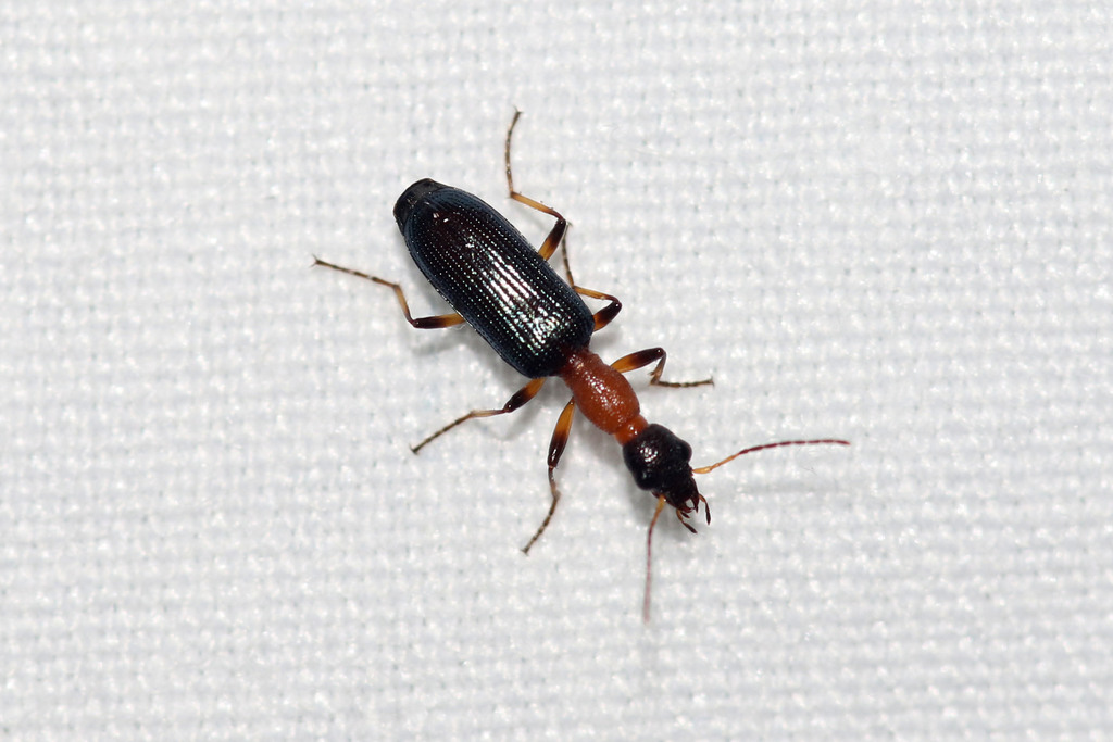 Stenidia