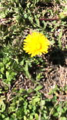 Taraxacum officinale