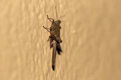 Hedotettix pulchellus