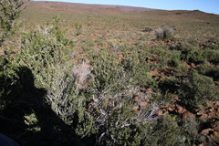 Searsia burchellii