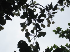 Hernandia nymphaeifolia