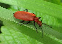 Pyrochroa serraticornis