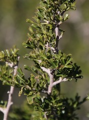 Searsia burchellii
